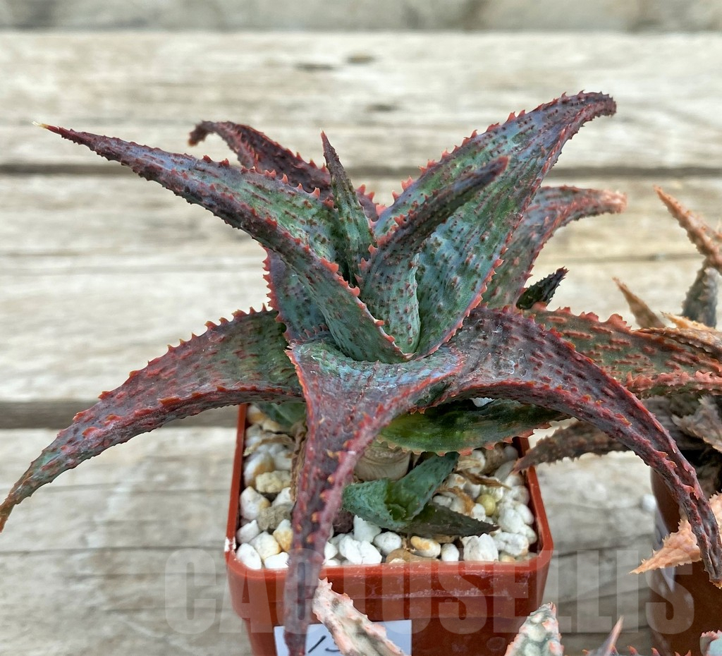 SET130 Aloe mix, 4 plants - Image 5