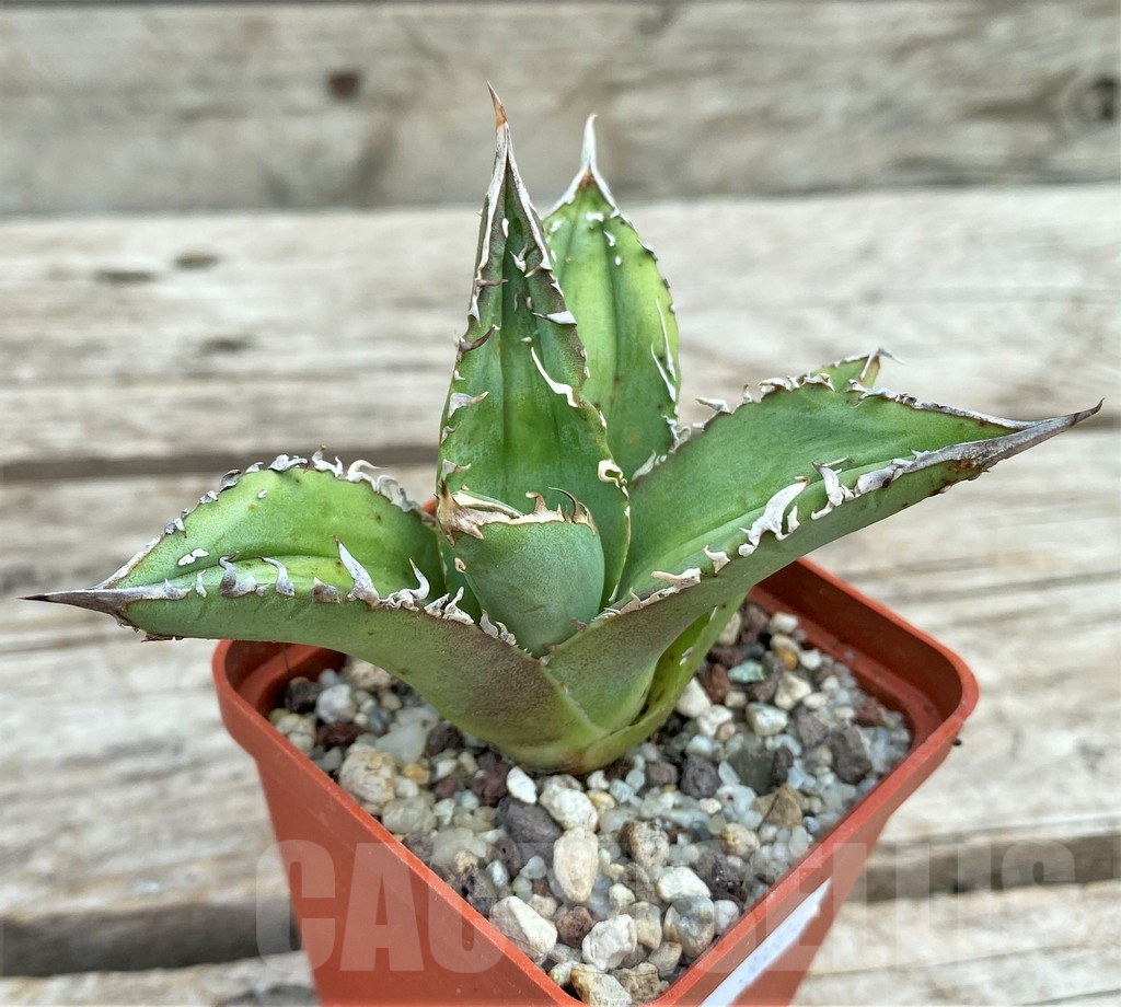 SHPR30804 Agave titanota 'Sierra Mixteca' - Image 2