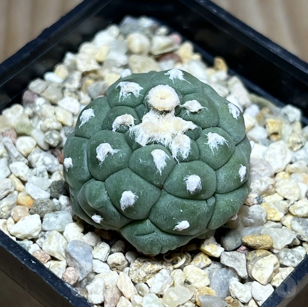 SHPR30171 Astrophytum asterias ‘Kikko'