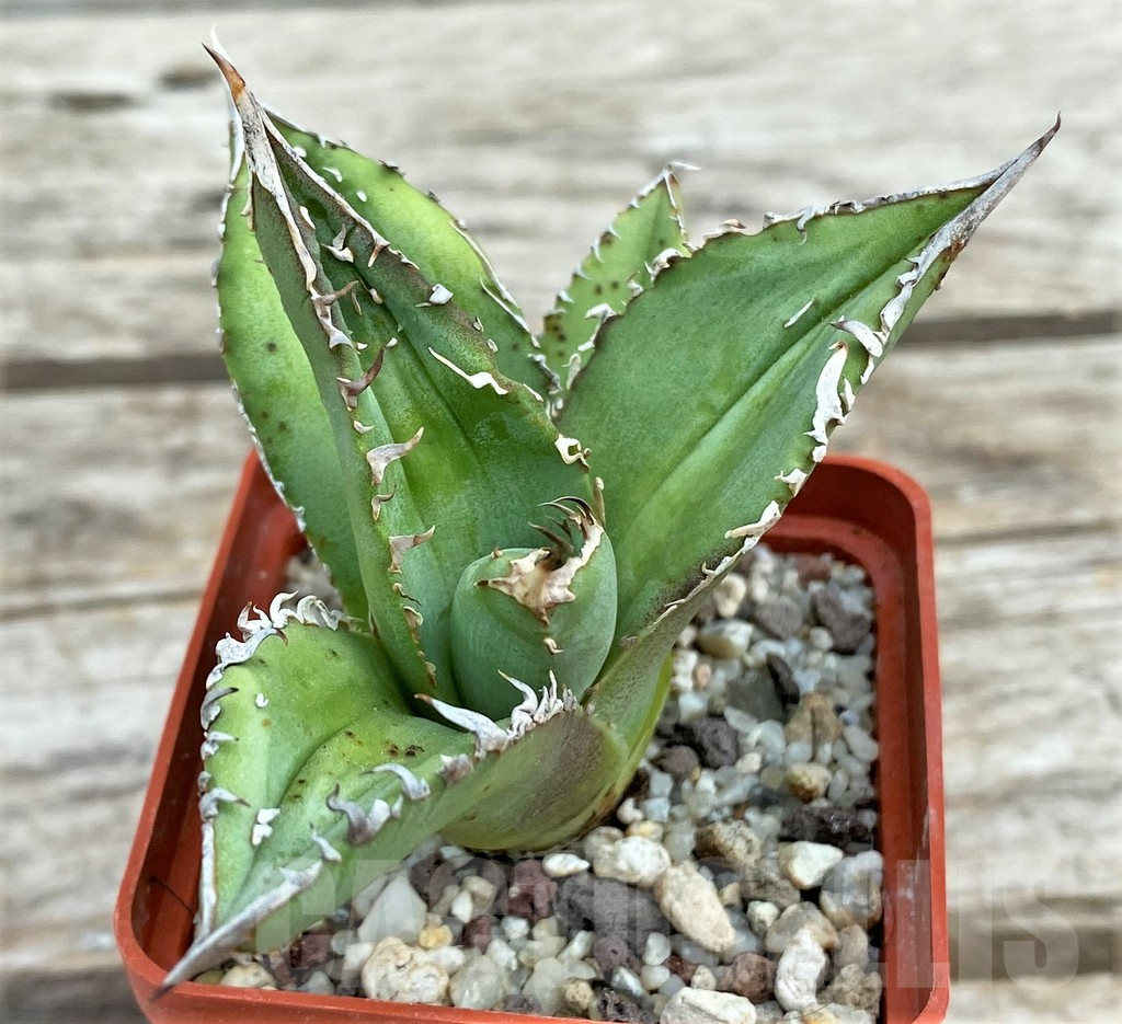 SHPR30804 Agave titanota 'Sierra Mixteca'