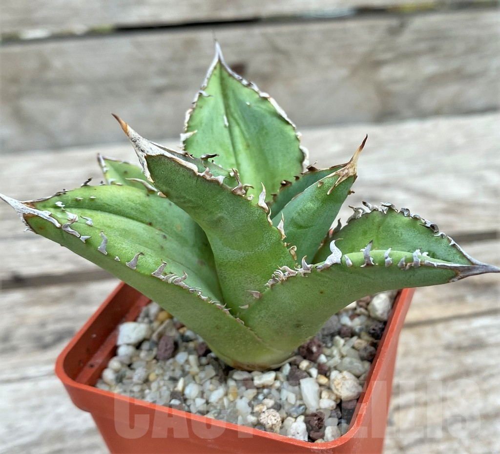 SHPR30804 Agave titanota 'Sierra Mixteca' - Image 3
