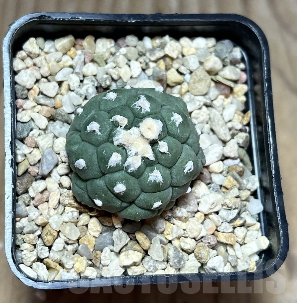SHPR30171 Astrophytum asterias ‘Kikko' - Image 2