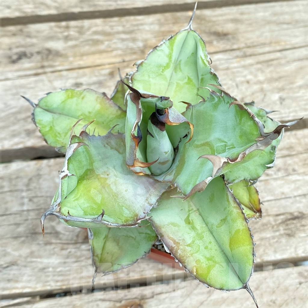 SHPR30805 Agave titanota 'Black and Blue' - Image 2