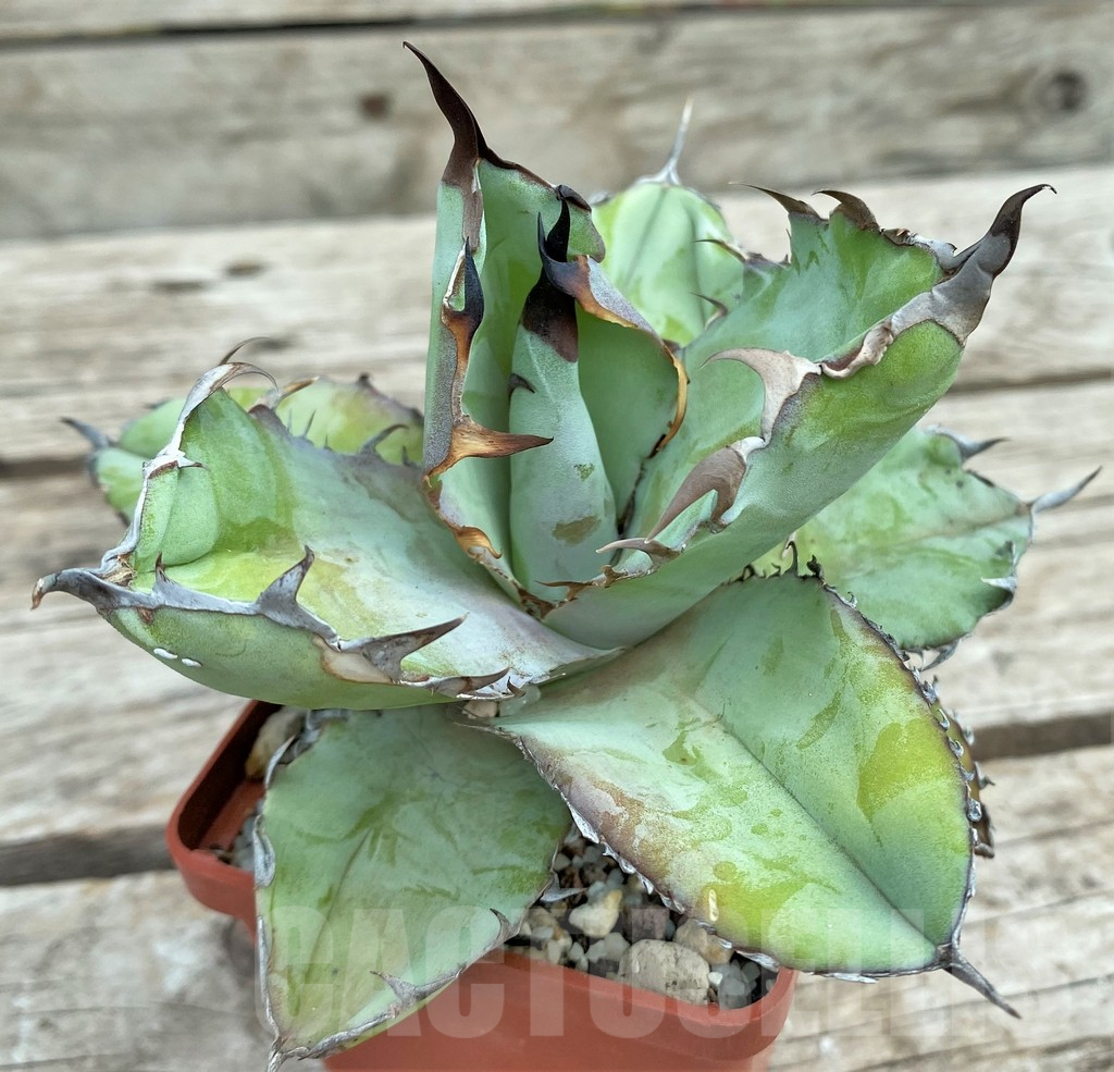 SHPR30805 Agave titanota 'Black and Blue'