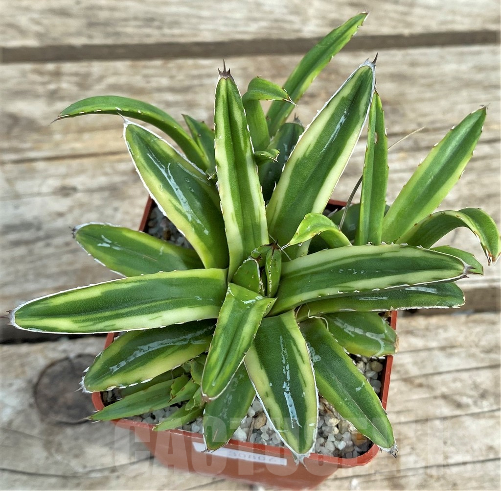 SHPR30806 Agave victoriae-reginae f. variegata mini form
