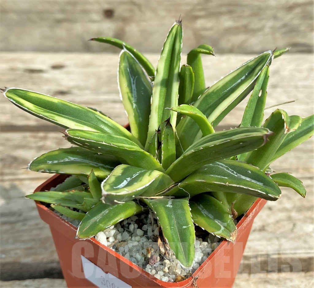 SHPR30806 Agave victoriae-reginae f. variegata mini form - Image 2