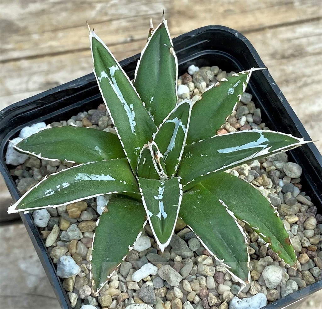 SHPR30807 Agave victoriae-reginae ssp. swobodae, compacta - Image 2
