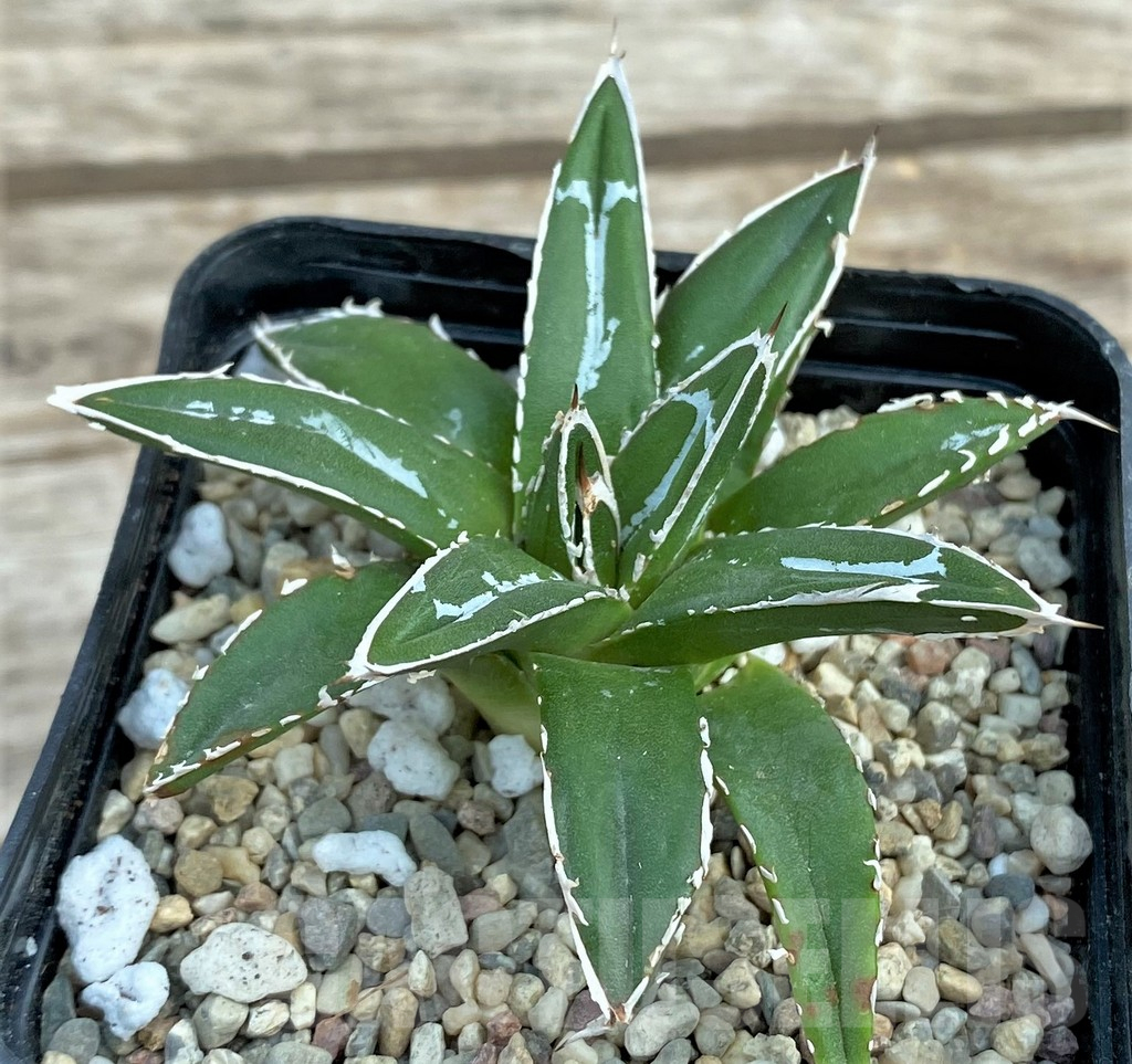 SHPR30807 Agave victoriae-reginae ssp. swobodae, compacta