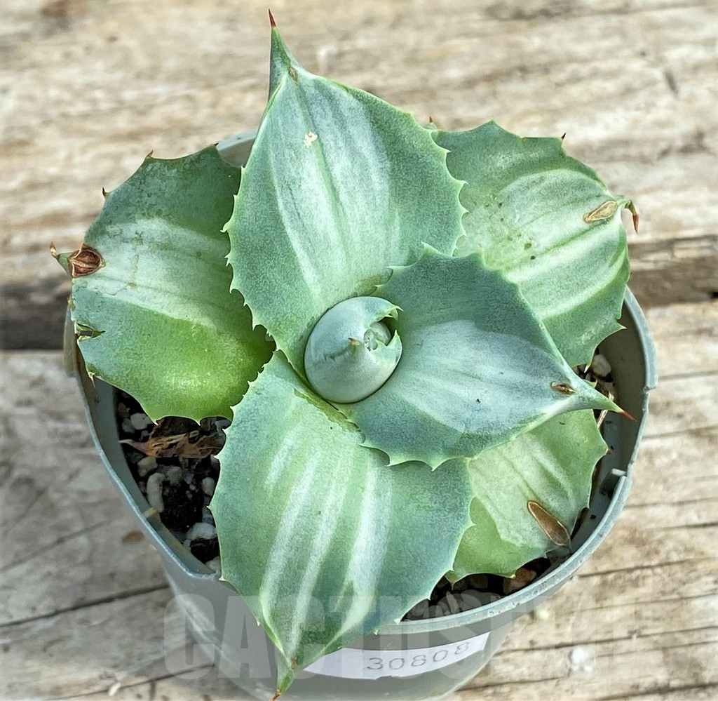 SHPR30808 Agave ‘Ohi Raijin’ f. variegata