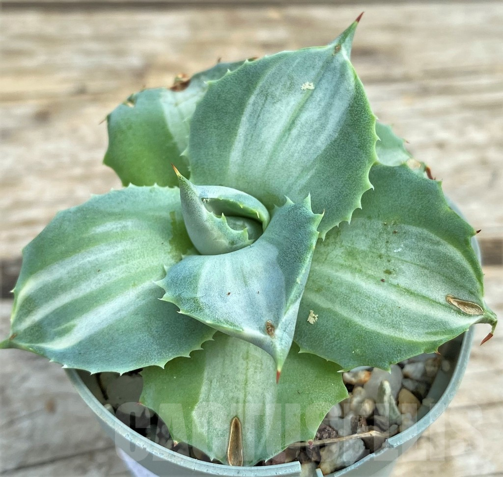 SHPR30808 Agave ‘Ohi Raijin’ f. variegata - Image 2