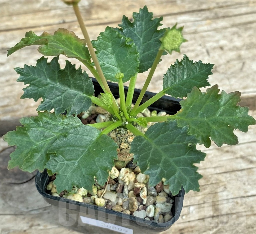 SHPR30809 Dorstenia horwoodii