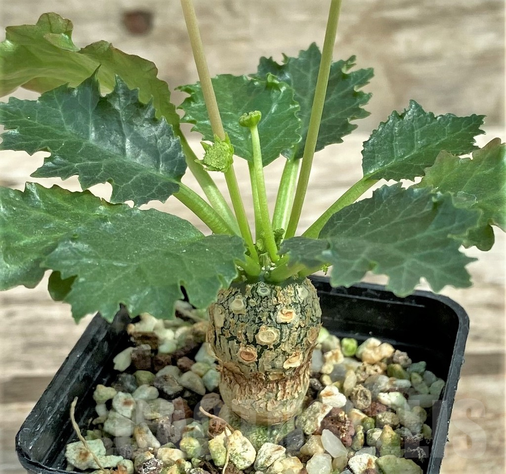 SHPR30809 Dorstenia horwoodii - Image 2