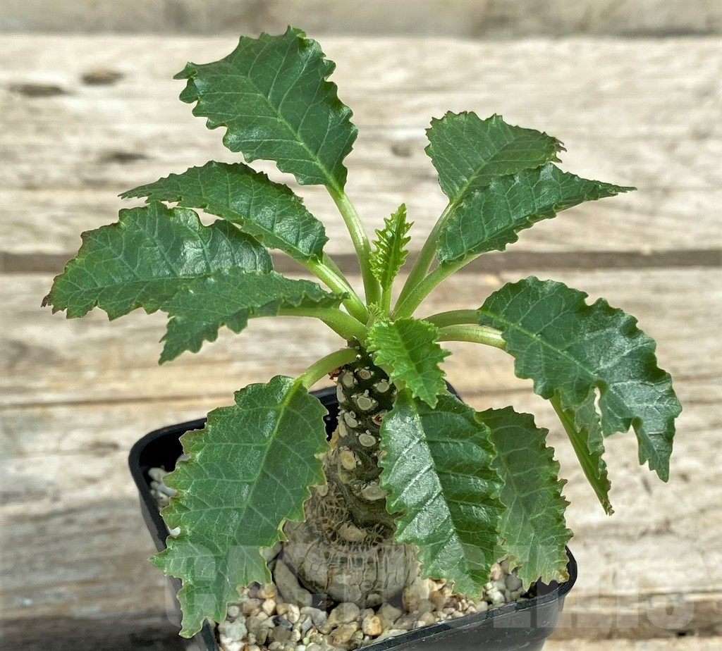 SHPR30810 Dorstenia horwoodii