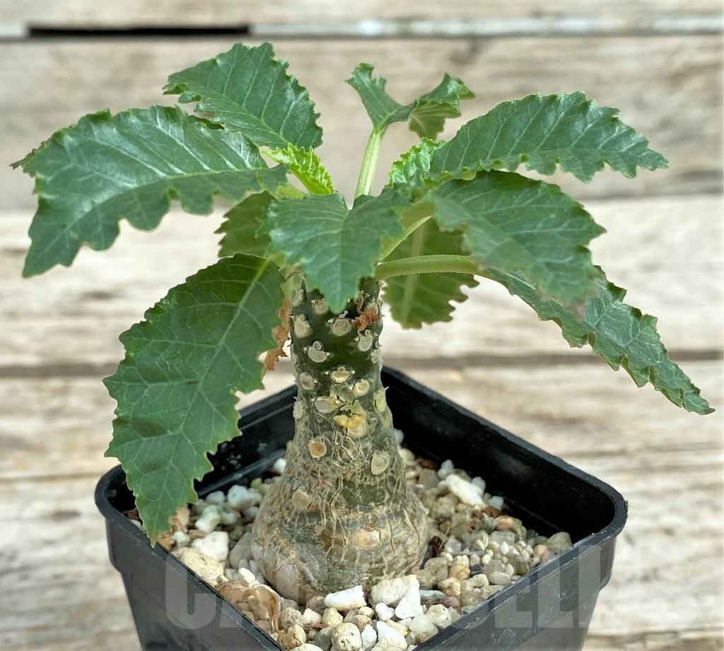 SHPR30810 Dorstenia horwoodii - Imagen 2