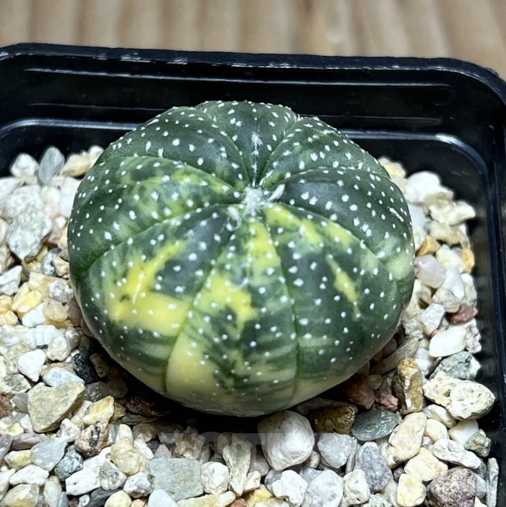SHPR30179 Astrophytum asterias f. variegata