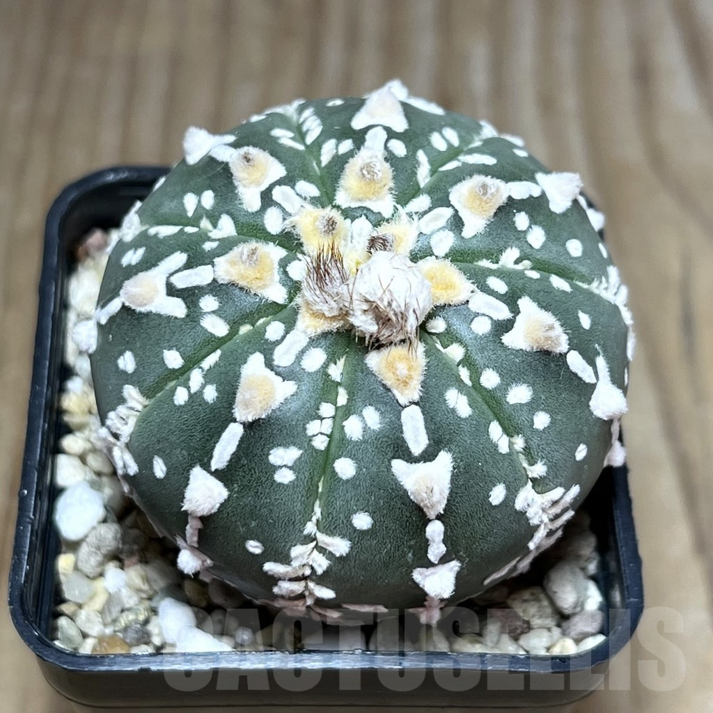 SHPR30181 Astrophytum asterias ‘Super Kabuto’ V-type