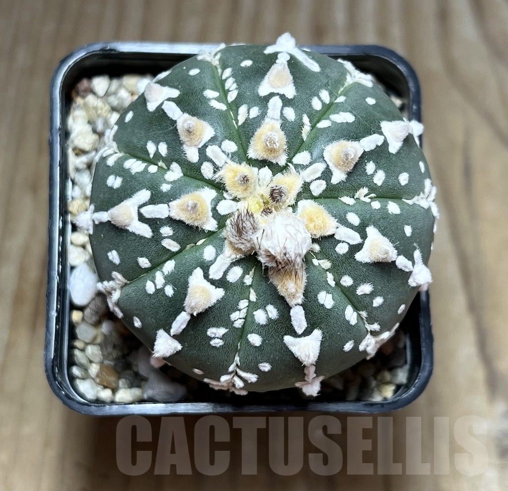 SHPR30181 Astrophytum asterias ‘Super Kabuto’ V-type - 画像 (2)