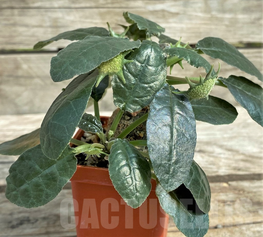 SHPR30814 Dorstenia foetida - Imagen 2