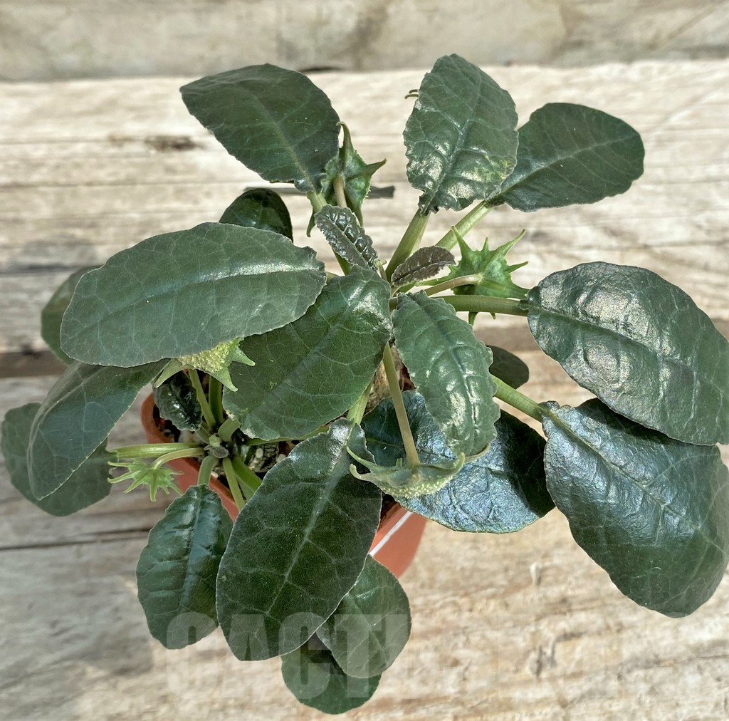 SHPR30814 Dorstenia foetida - Imagen 3