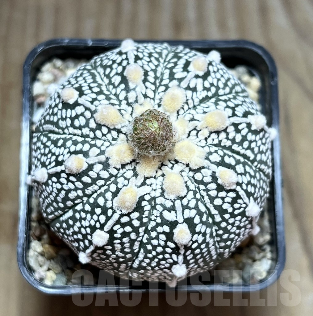 SHPR30183 Astrophytum asterias ‘Super Kabuto’ hybrid - Image 2