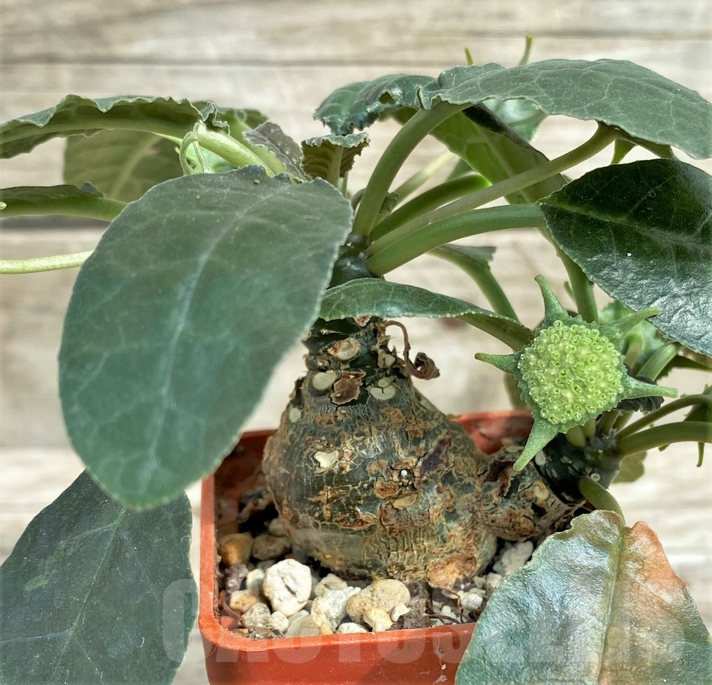 SHPR30814 Dorstenia foetida