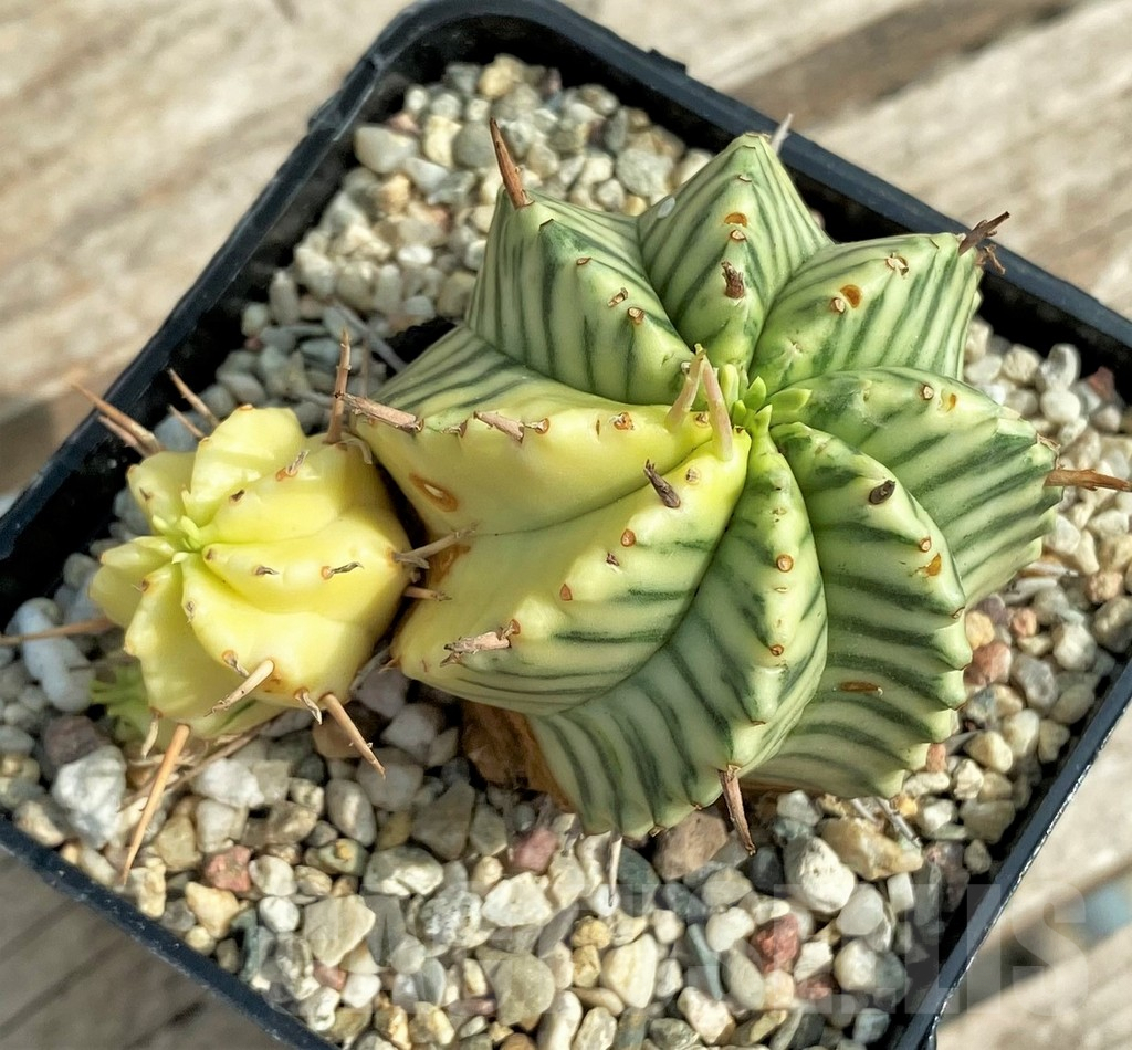 SHPR30816 Euphorbia meloformis f. variegata - Image 2