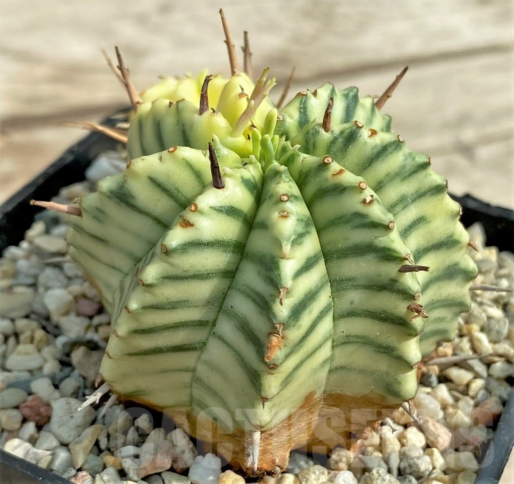 SHPR30816 Euphorbia meloformis f. variegata