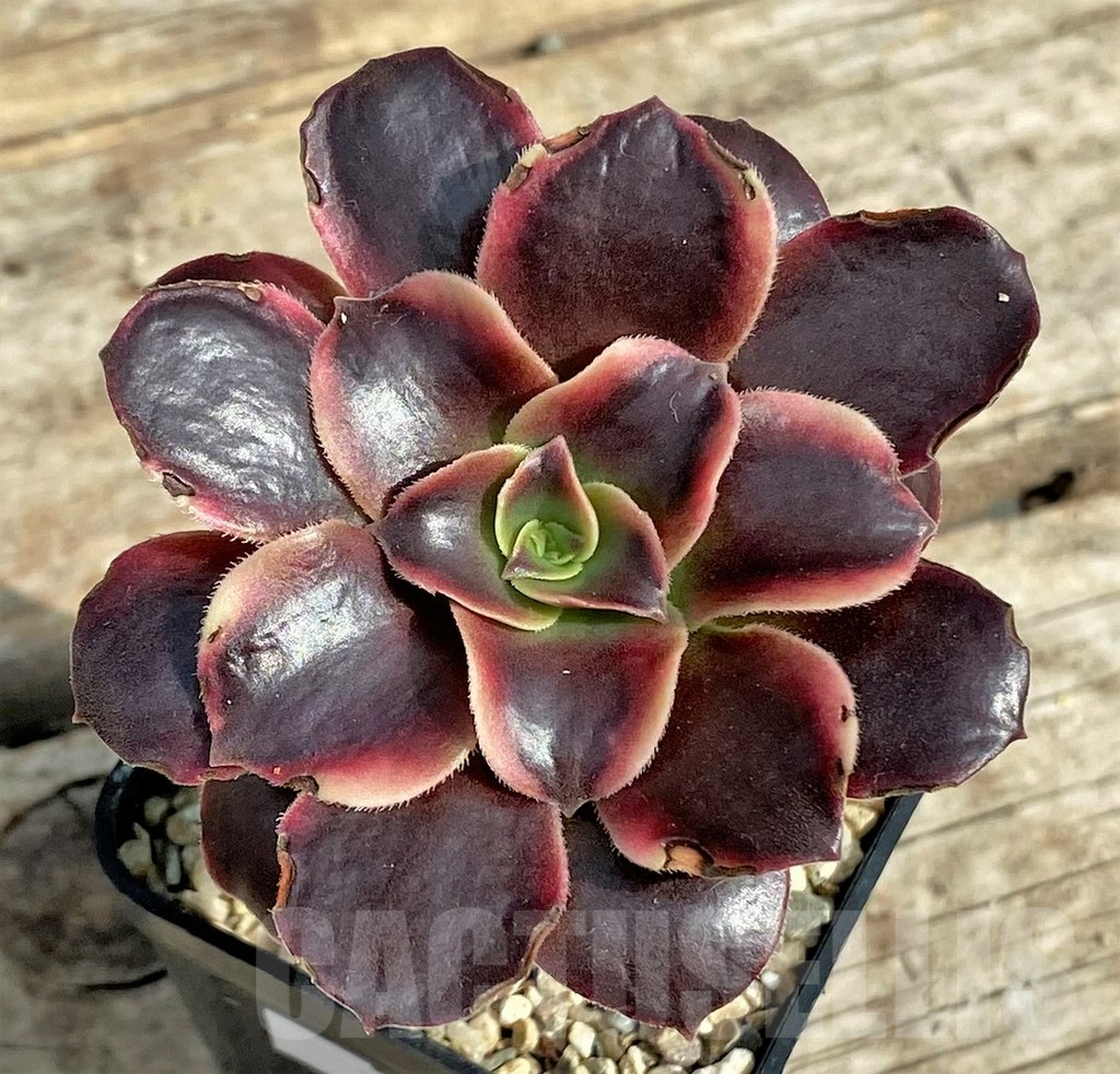 SHPR30817 Aeonium 'Superbang'