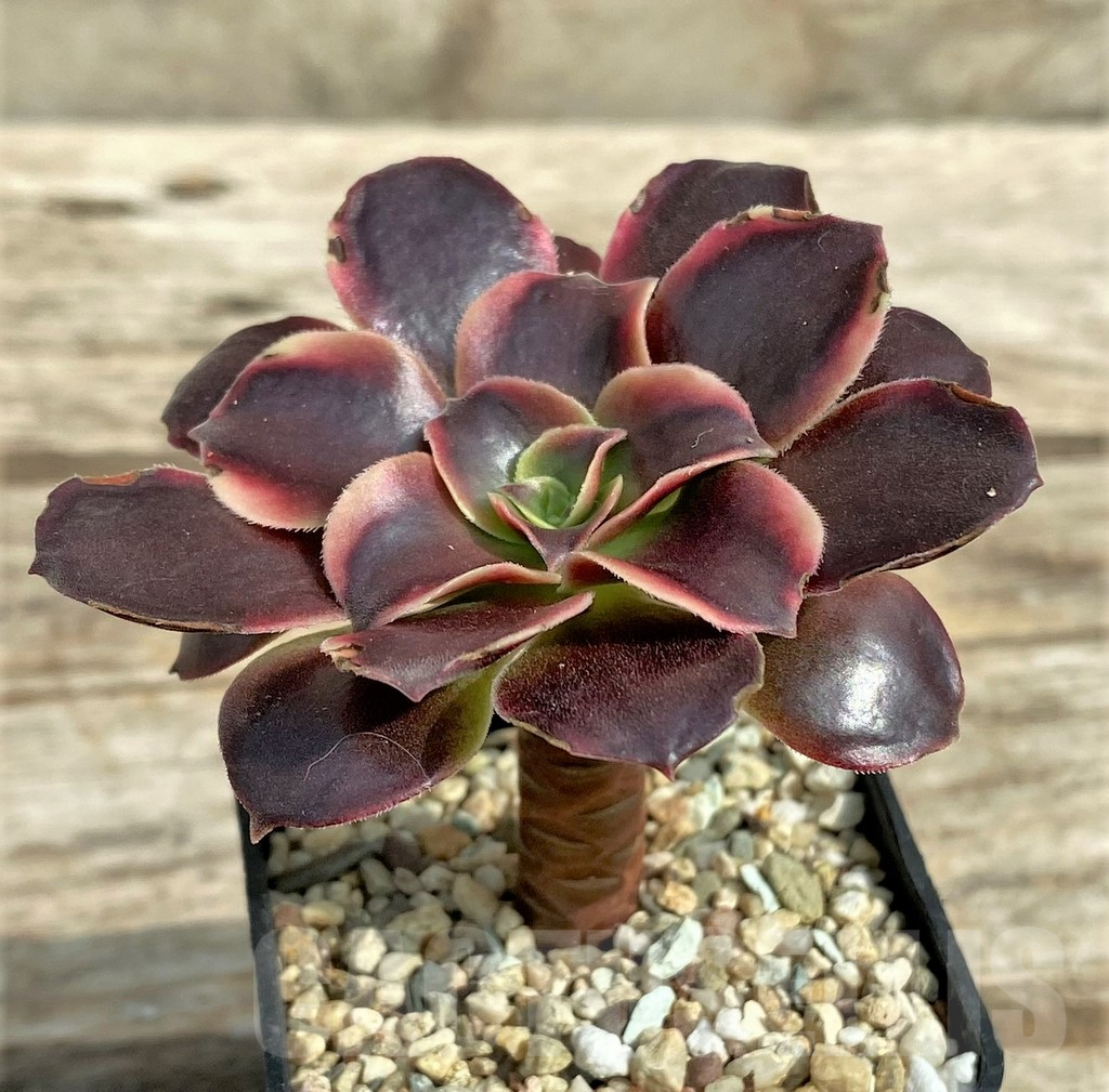 SHPR30817 Aeonium 'Superbang' - Image 2