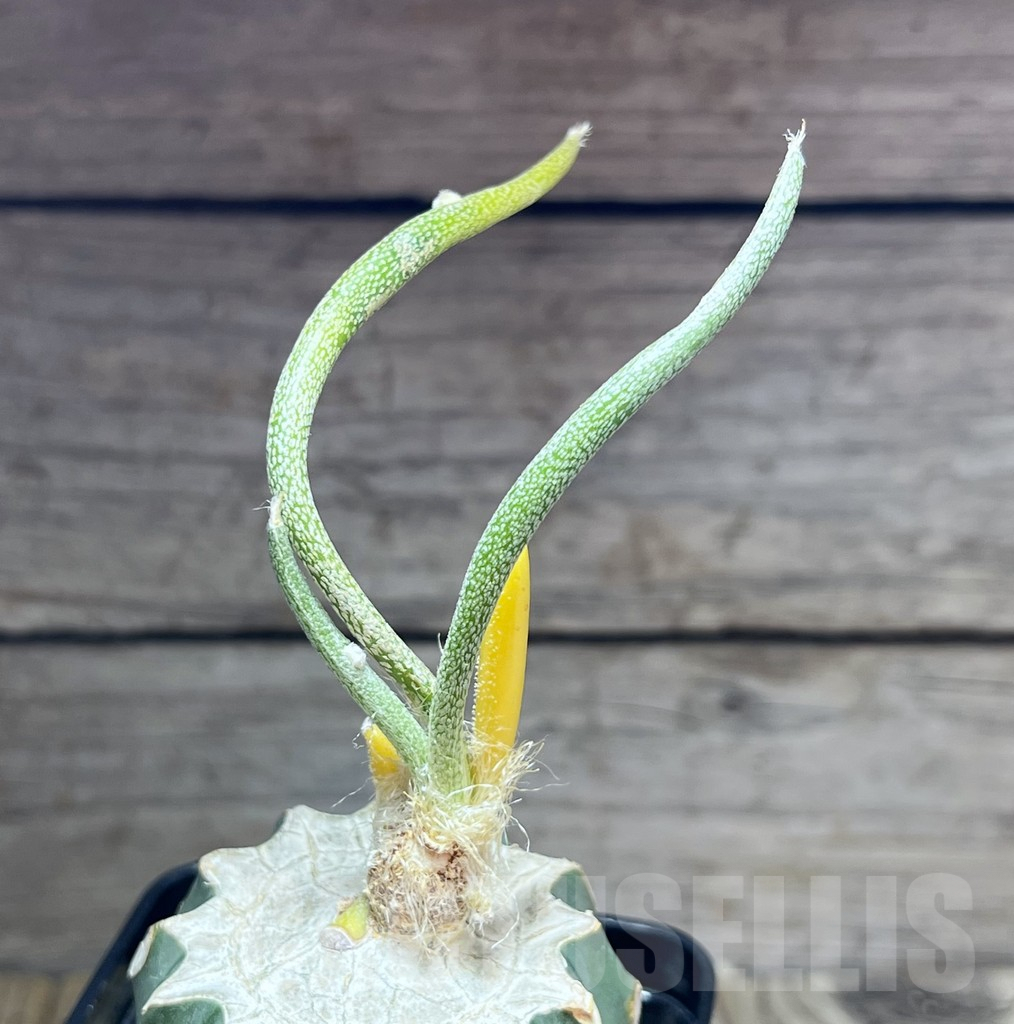 SHPR30188 Astrophytum digitostigma caput-medusae f. variegata, grafted