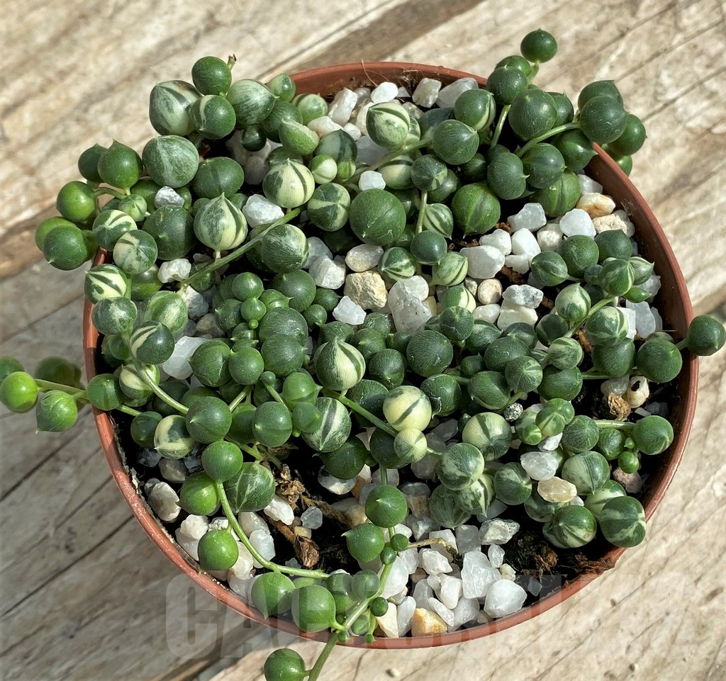 SHPR30819 Senecio rowleyanus f. variegata - Image 2