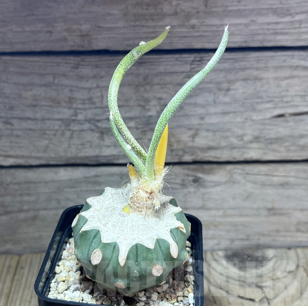 SHPR30188 Astrophytum digitostigma caput-medusae f. variegata, grafted - immagine 2