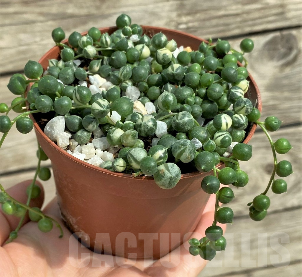 SHPR30819 Senecio rowleyanus f. variegata