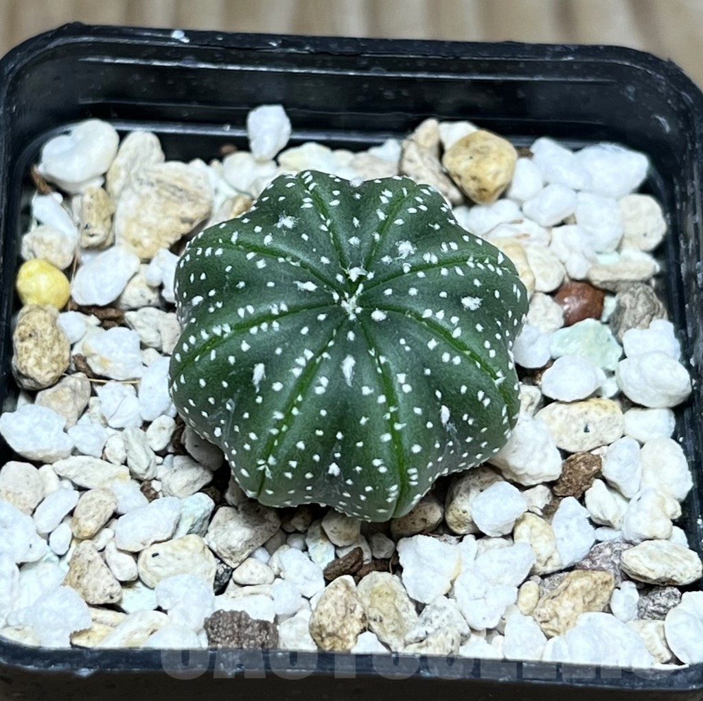 SHPR30189 Astrophytum asterias ‘Star shape’