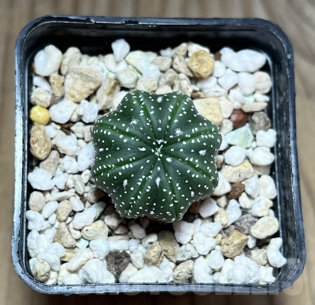 SHPR30189 Astrophytum asterias ‘Star shape’ - Image 2