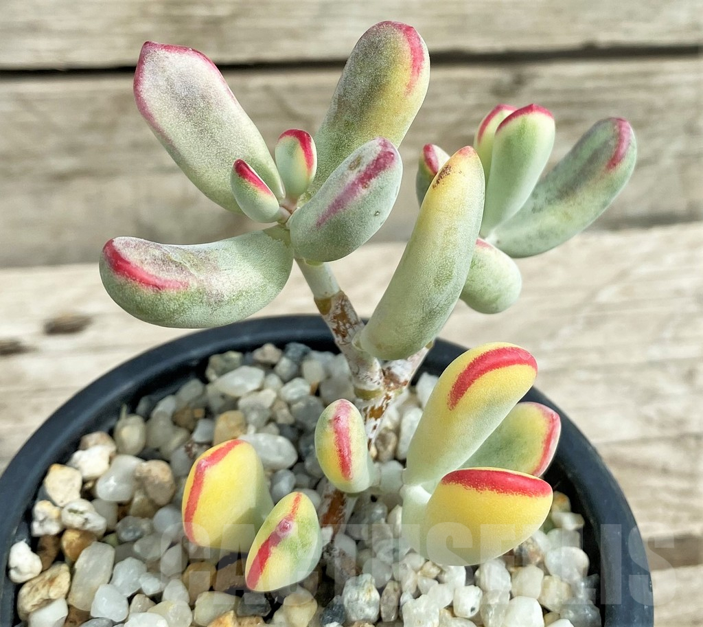 SHPR30821 Cotyledon orbiculata f. variegata, long leaf