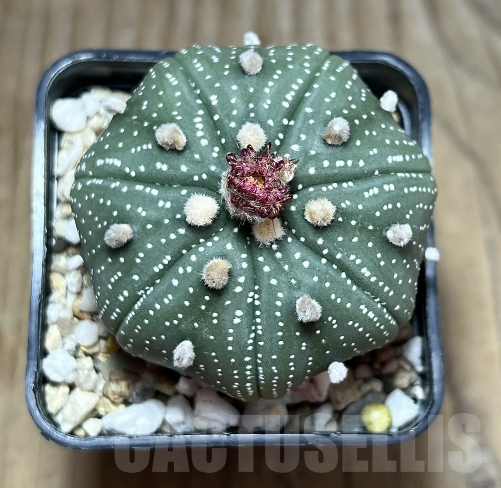 SHPR30190 Astrophytum asterias ‘Shinshowa’ - immagine 2