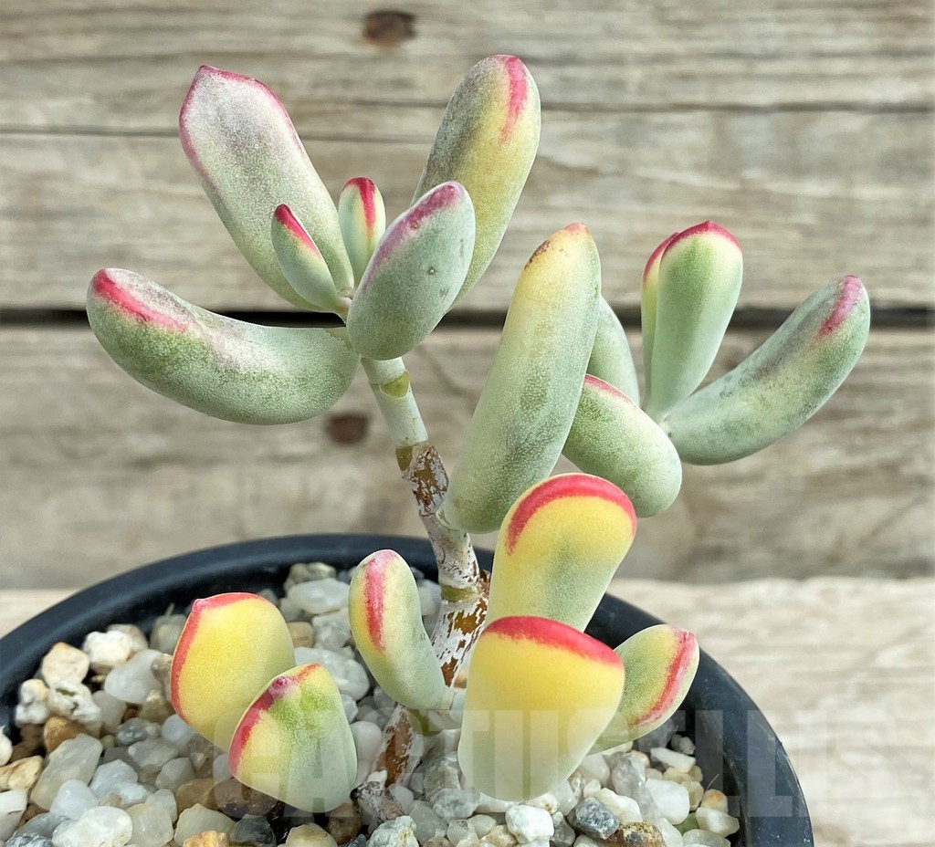 SHPR30821 Cotyledon orbiculata f. variegata, long leaf - Image 2