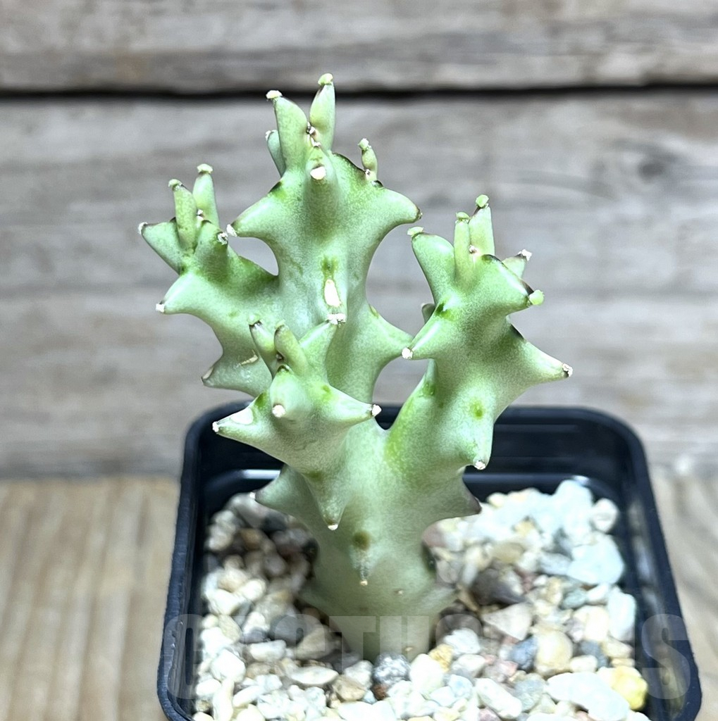 SHPR30191 Caralluma socotrana