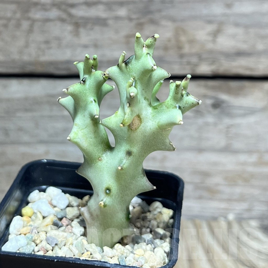 SHPR30191 Caralluma socotrana - immagine 2