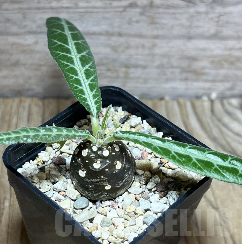 SHPR30192 Dorstenia lancifolia