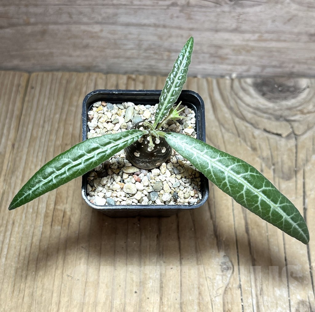 SHPR30192 Dorstenia lancifolia - immagine 2