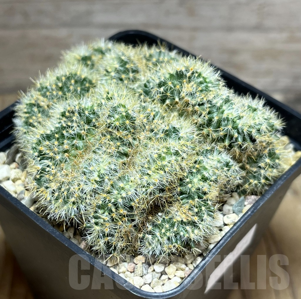 SHPR30194 Mammillaria prolifera f. cristata