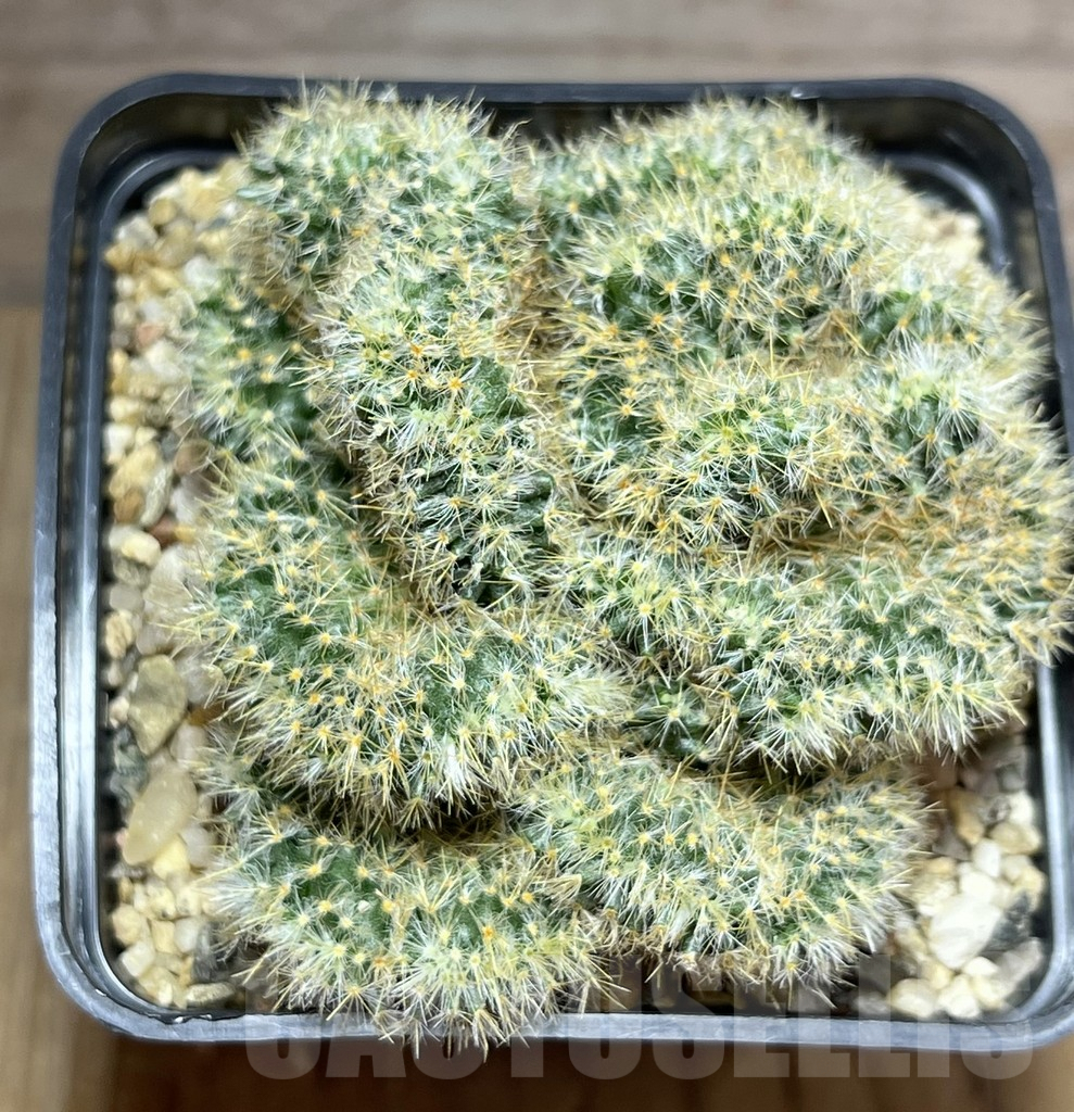 SHPR30194 Mammillaria prolifera f. cristata - immagine 2