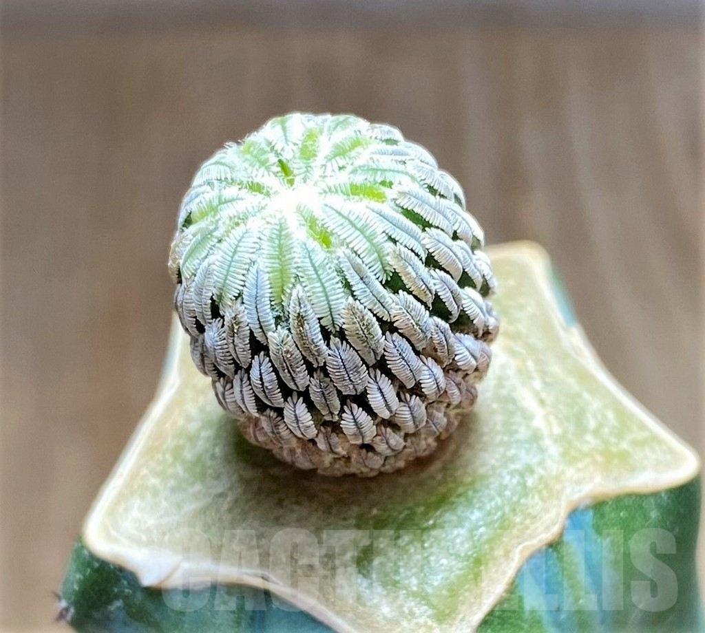 SHPR30826 Pelecyphora aselliformis, grafted