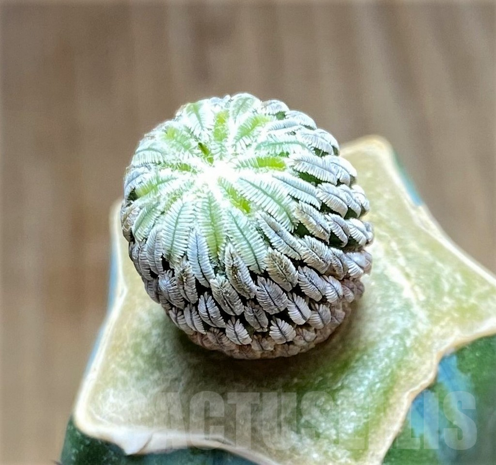 SHPR30826 Pelecyphora aselliformis, grafted - Image 2