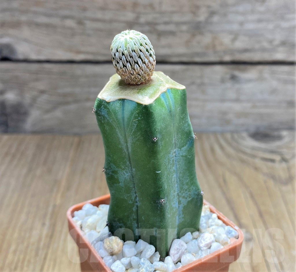 SHPR30826 Pelecyphora aselliformis, grafted - Image 3