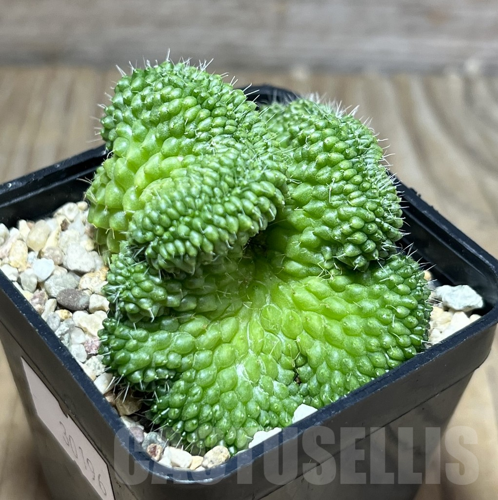 SHPR30196 Mammillaria bucareliensis f. cristata - immagine 2