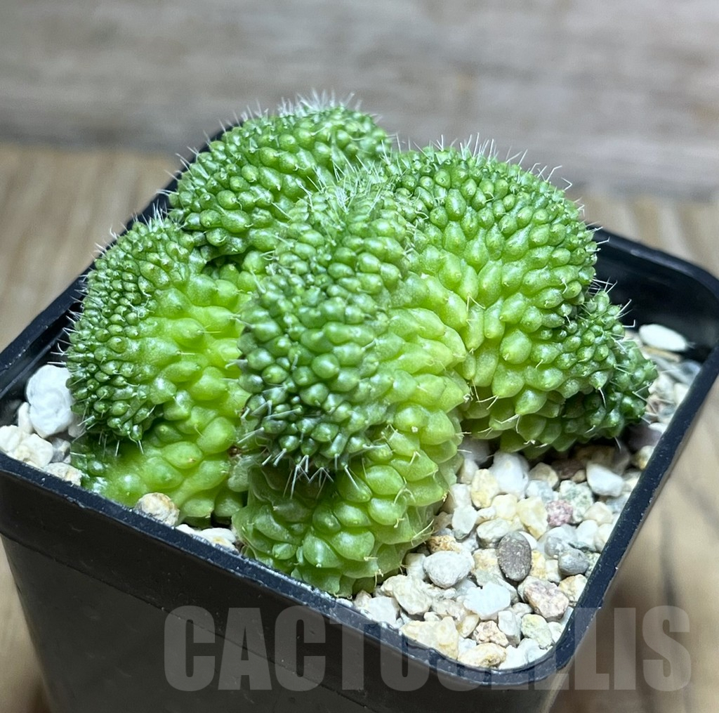 SHPR30196 Mammillaria bucareliensis f. cristata
