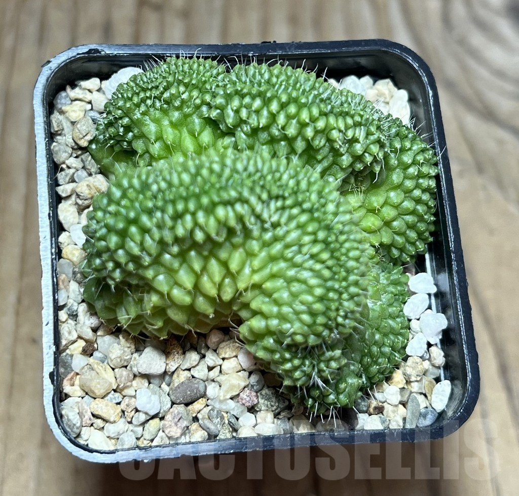 SHPR30196 Mammillaria bucareliensis f. cristata - immagine 3